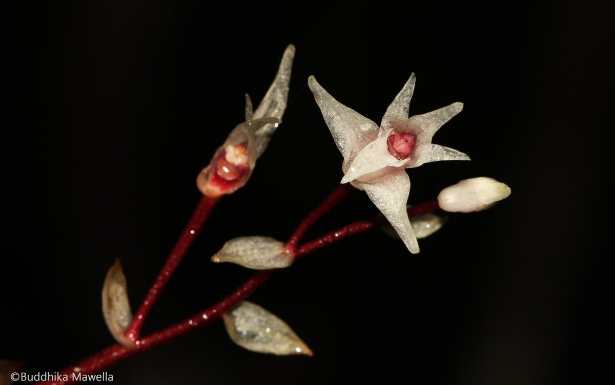 Pinalia bicolor (Lindl.) Kuntze